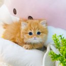 왕십리 고양이 위너펫 24시 이미지