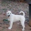 두메토종닭 이미지