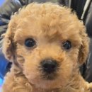 도그마루 강아지 고양이 부산점 이미지