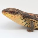 스튜디오미니테일 이미지