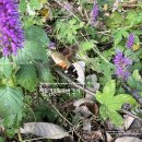 꽃향유와 작은검은꼬리박각시 Shiny mint and Macroglossum bombylans Boisduval 이미지