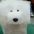 댕댕살롱 이미지