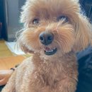 홍콩반점 0410 경산하양점 | ❗️ [포토덤프] 3주차 : 먹다가 끝난 추석 연휴와 아이폰16 프로맥스 기변 >ㅠ<