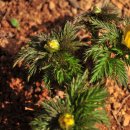 원일초등학교 이미지