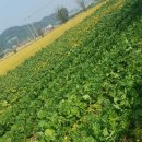 용래농장 네이버블로그