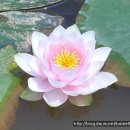 아라한2 이미지