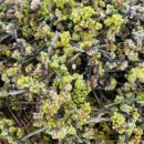 꽃차소믈리에양성과정 이미지