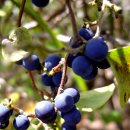 댕댕이네 이미지