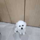 댕구르르 | [공지] 목포 애견미용 만족했던 댕구르르 내돈내산 후기