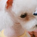 김쌤애견 이미지