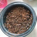 봄봄의뜰유치원 | 보리새싹키우기. 집콕 원예놀이. 초등원예활동