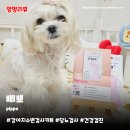 농림축산검역본부 부설 동물병원 | 강아지소변검사 삐뽀 | 1분 셀프로 반려견 당뇨 방광염 간편 체크 후기
