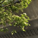 라슈빌딩 | [일본교토유학/D+26] 교토의 골목골목, 신센엔 신사 행사 구경, 야요이켄, 일본 마트 털기