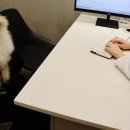 울산 강일웅동물메디컬센터 이미지