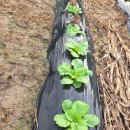 비봉농장 이미지