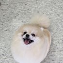 영구리당당 이미지