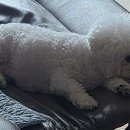 팝애니랩 이미지