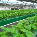 현수농장 이미지