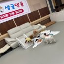 생글댕글 이미지