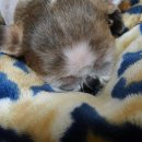 복실이 PC 이미지