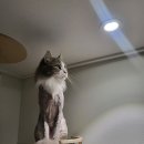 개청순한고양이 | 부산 최고의 고양이 미용실, 개청순한고양이미용실 소개✨