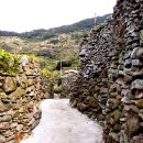 완도7호 이미지