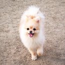 야탑 반려견 이미지