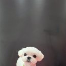 루이스독 이미지