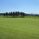 사이프러스 이미지