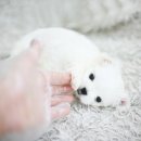 까만코 이미지
