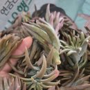 자연와송 | 와송 먹는법 아침 와송바나나스무디와 생와송 보관법