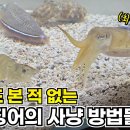 갑오징어(Cuttlefish) 속성 연구 이미지