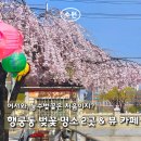 능수버들공원 | [수원 벚꽃] 행궁동 능수벚꽃 산책 코스: 팔달산 터널 명당과 유모차 꿀팁 &amp; 뷰 카페 추천