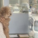 보노도그 이미지