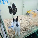 해피주 동물카페 원주점 이미지