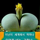 초이스노래
