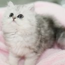 슈냥이네