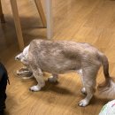 (주)펫바라기 네이버블로그