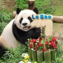 판다월드 원조 귀염둥이 러바오 이미지