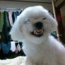 온순