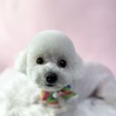 비비펫살롱 이미지