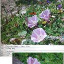 금강약초 네이버블로그