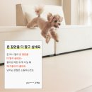 펫바이블 이미지