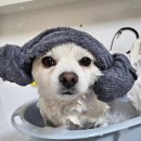 DOG 깨비 | 강아지목욕 애견미용샵 평산동 dog깨비애견미용실 방문 후기