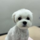 뽀그리독 이미지