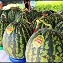 맹동농장 이미지