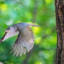 딱따구리 이미지