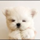 어바웃독 이미지