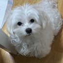 24시 딜라이트 동물의료센터 | 말티즈 기침 심장병 폐수종 치료 이후 폐, 신장 체크 5월 5일 - [창동 24시 딜라이트 동물의료센터 후기]