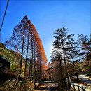 [대전] 장태산 자연휴양림(메타세콰이아) 이미지